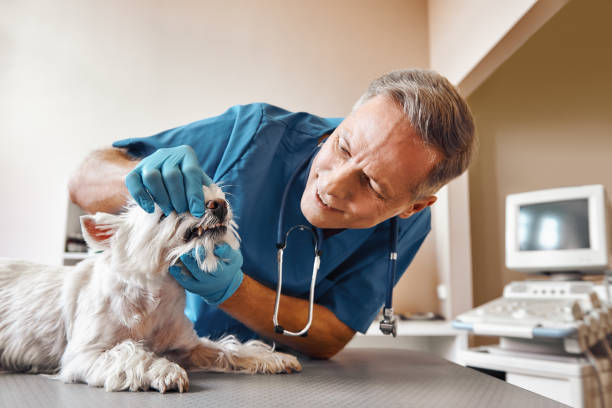 Best 24-Hour Emergency Dentist in Beach City, TX